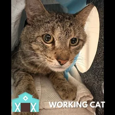 An adult medium-sized male Brown / Chocolate Domestic Short Hair cat named Finn for adoption in Sarasota, FL