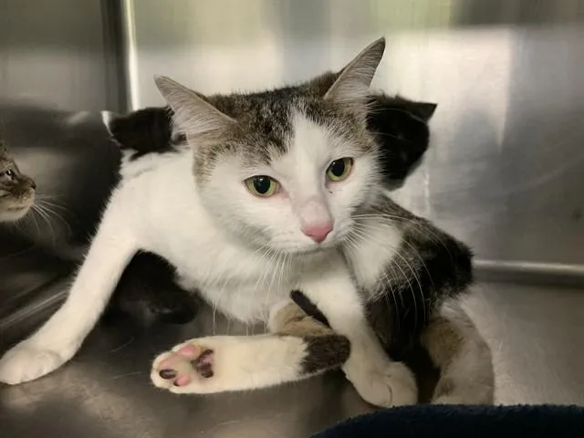 A young large-sized female Domestic Short Hair cat named Sweetie Pie for adoption in Grand Prairie, TX