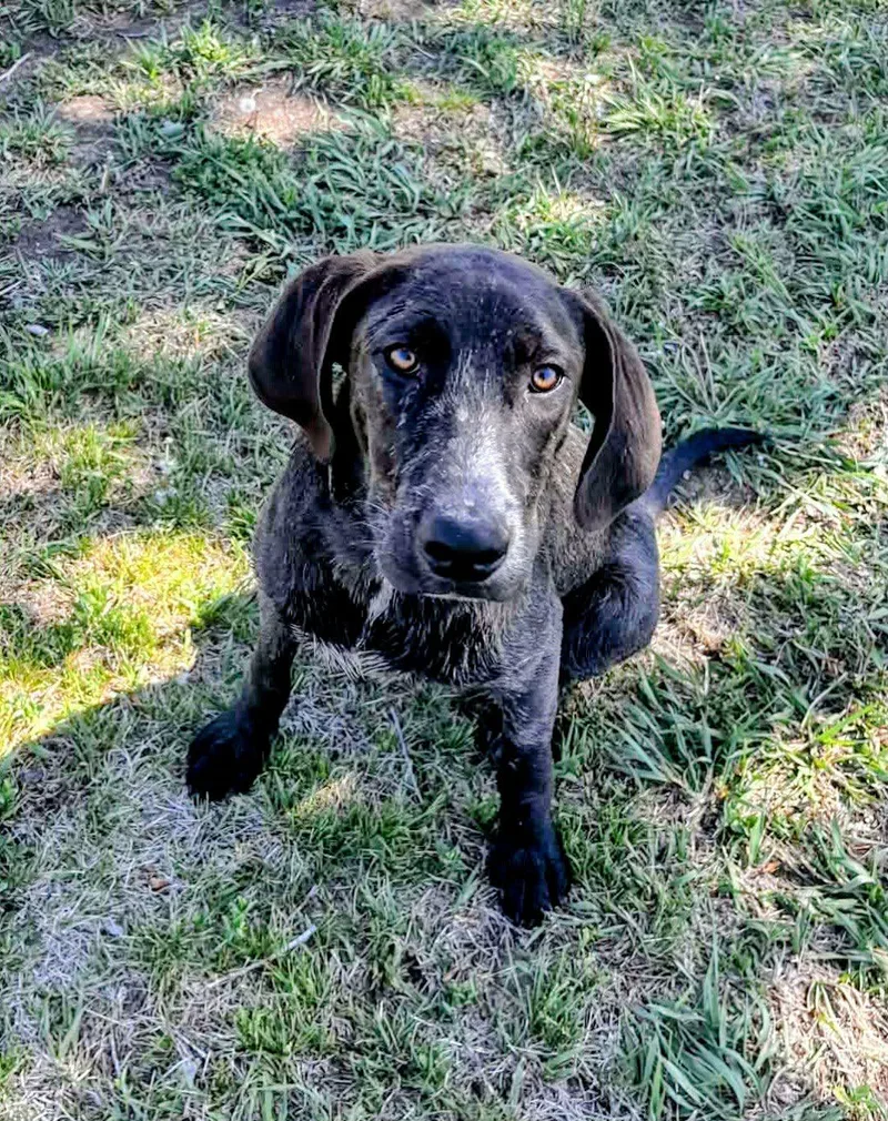 A young large-sized male Black Labrador Retriever dog named Orville for adoption in Lincoln, NE