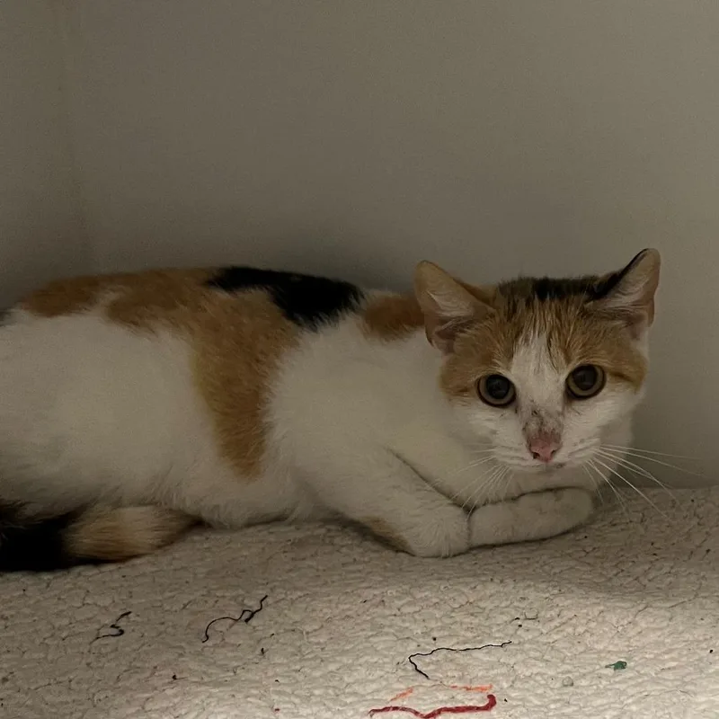 A young medium-sized female Calico Domestic Short Hair cat named Charity for adoption in New York, NY