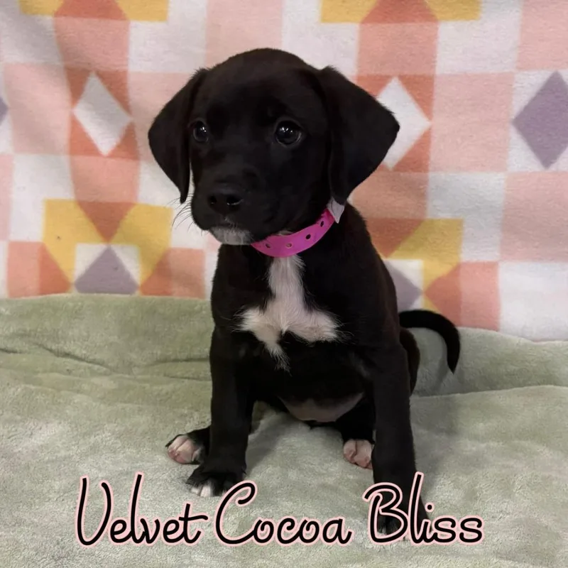 Velvet Cocoa Bliss thumbnail 2