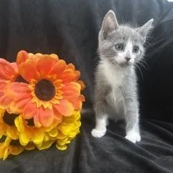 A baby small-sized female Gray / Blue / Silver Domestic Short Hair cat named Katara for adoption in Brea, CA