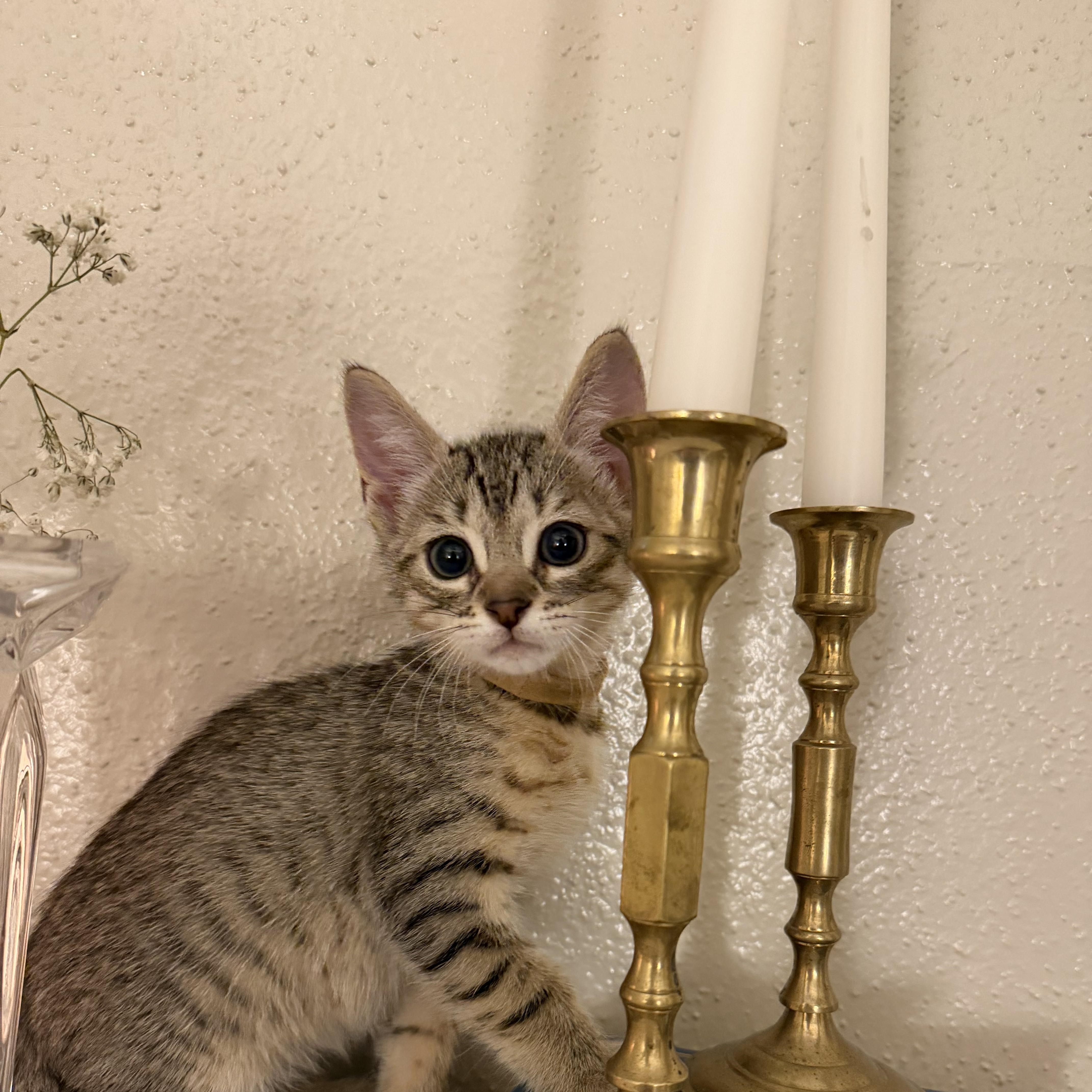 A baby medium-sized male Tabby (Brown / Chocolate) Domestic Short Hair cat named Rattlesnake for adoption in Bryan, TX