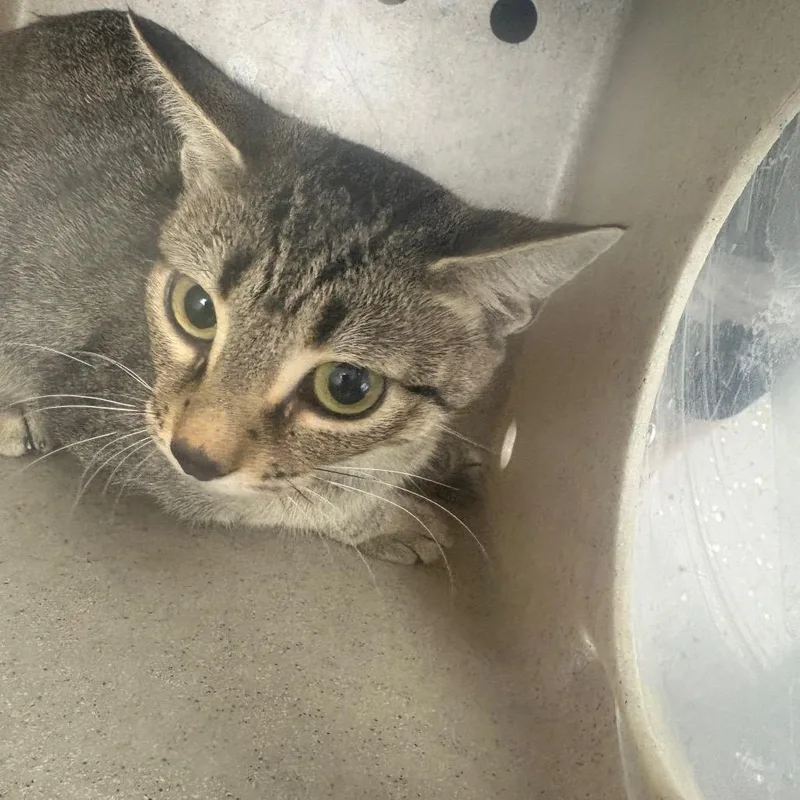 An adult medium-sized female Domestic Short Hair cat named Fractious Goblin for adoption in Columbiana, AL