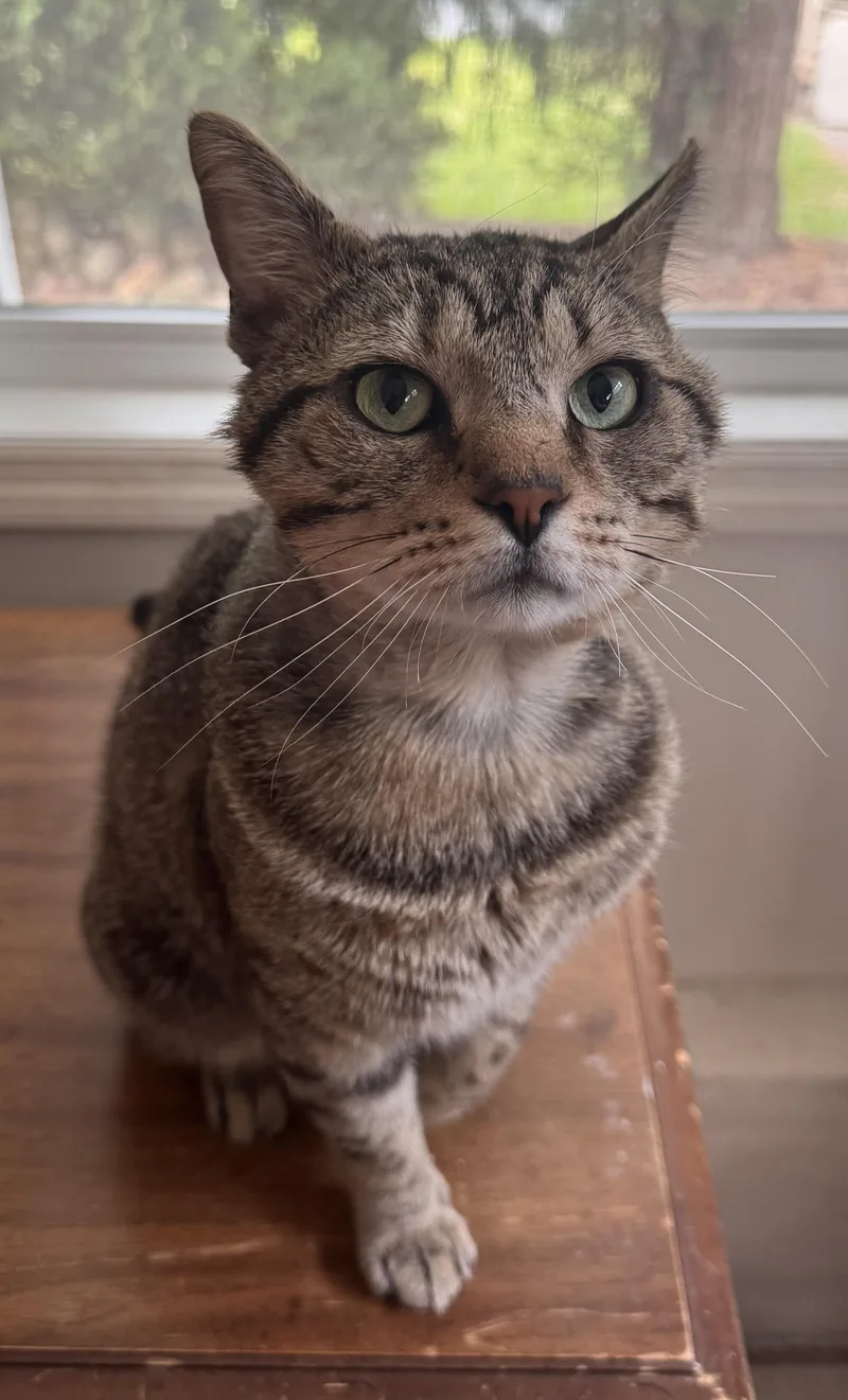 A young medium-sized male Tabby (Brown / Chocolate) Domestic Short Hair cat named Baked Potato for adoption in Sanford, NC