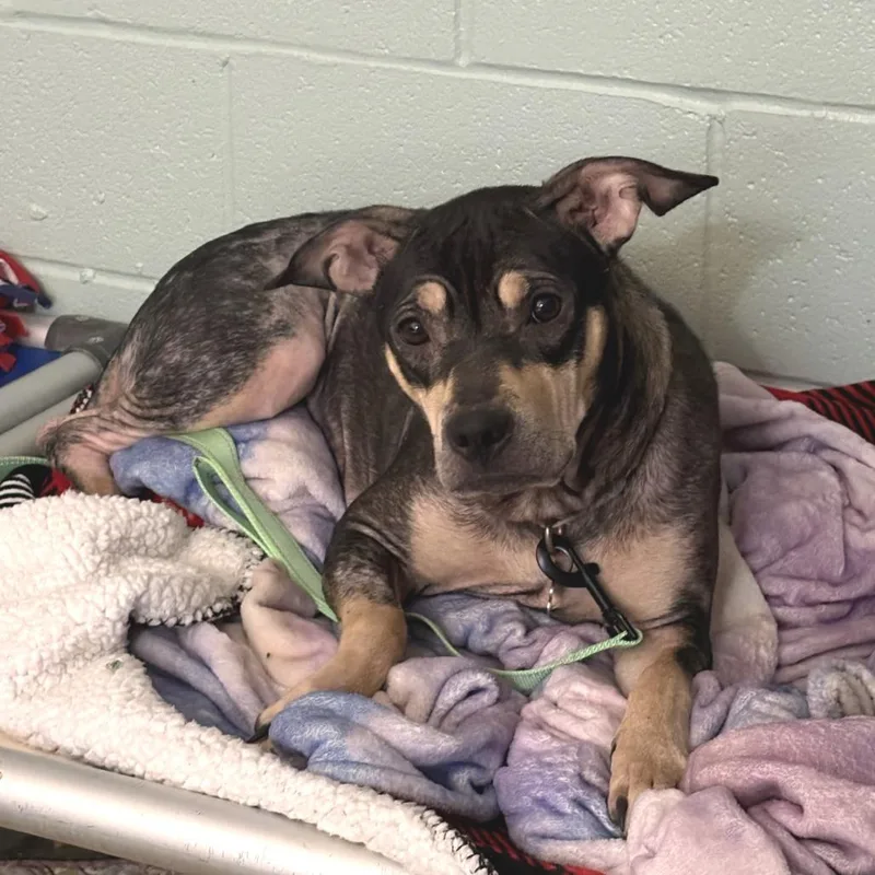 An adult medium-sized female Black Mixed Breed dog named Sayju for adoption in Mentor, OH