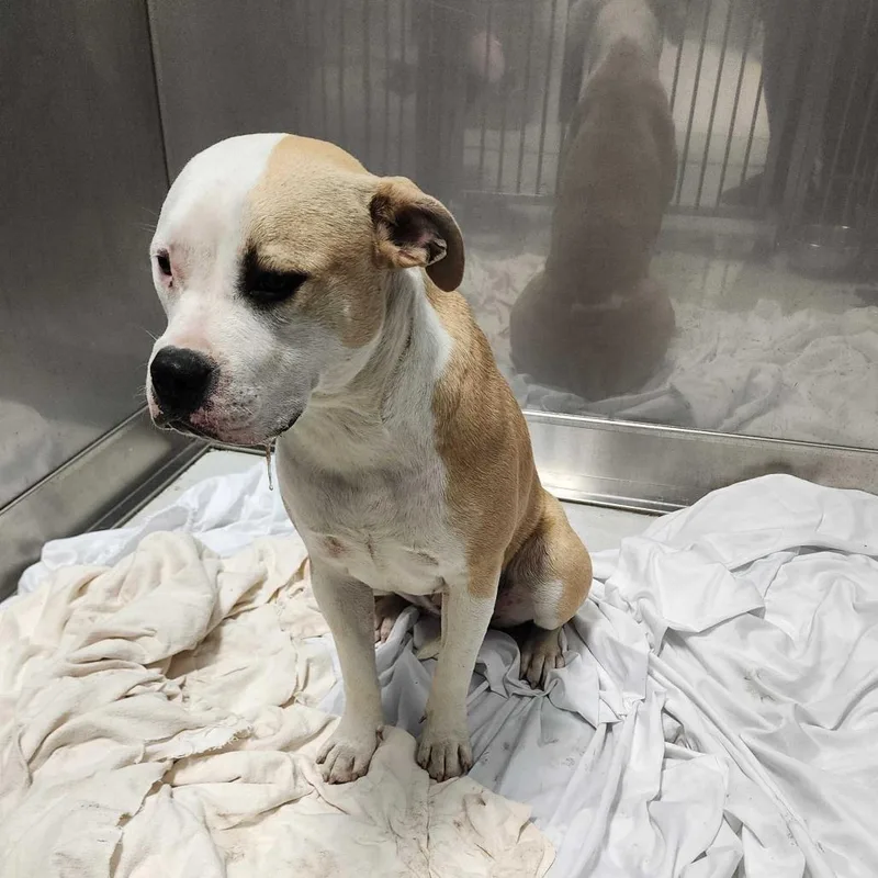 A young medium-sized female Yellow / Tan / Blond / Fawn Mixed Breed dog named Bonnie for adoption in Davenport, IA