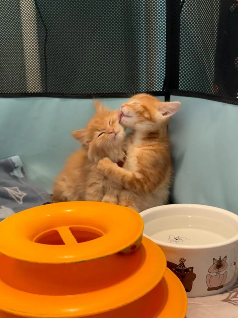 A baby small-sized female Domestic Long Hair cat named Saffron for adoption in Los Angeles, CA