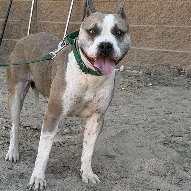 A young large-sized female Pit Bull Terrier dog named Ivy for adoption in Thousand Palms, CA