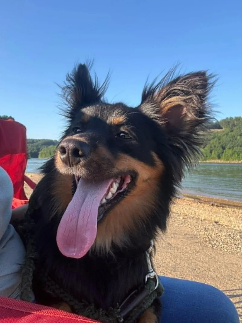 An adult small-sized male Australian Shepherd dog named Jasper for adoption in Crystal, MN