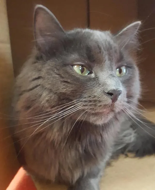 A senior small-sized male Domestic Medium Hair cat named Sylas for adoption in Stratham, NH