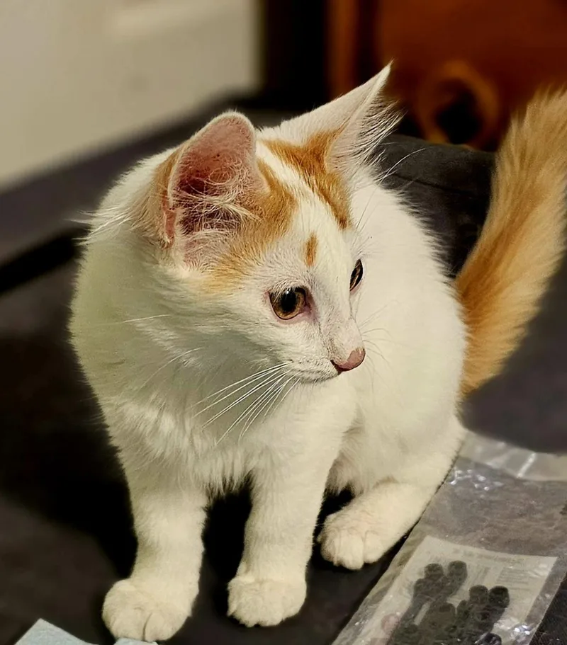 A baby small-sized female White Domestic Medium Hair cat named Kimi Alani for adoption in Chandler, AZ
