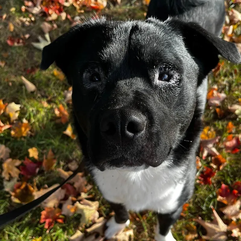 A young medium-sized male Akita dog named Ken for adoption in North Syracuse, NY