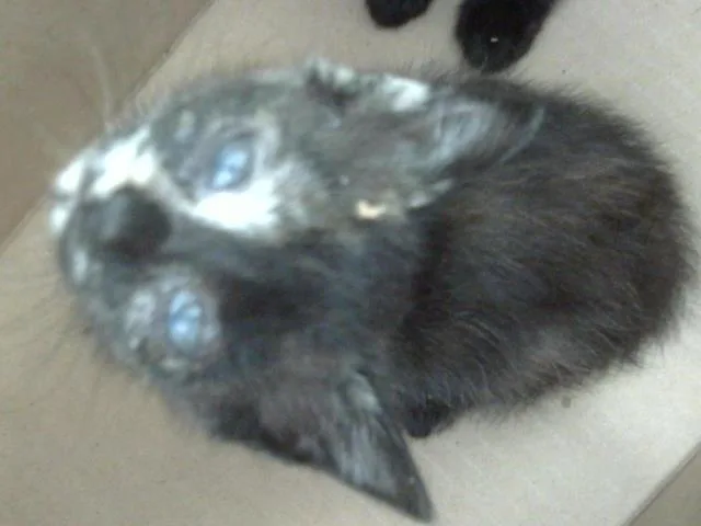 A baby medium-sized female Domestic Short Hair cat named Sparkle for adoption in Dallas, TX