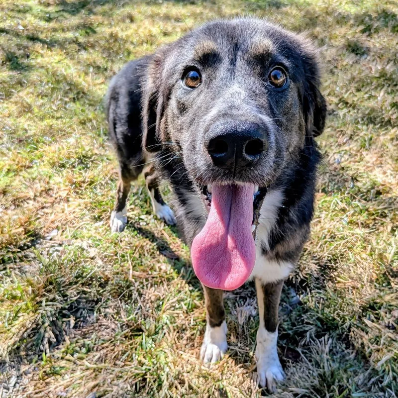 A young medium-sized female Black Australian Shepherd dog named Selah for adoption in Wake Forest, NC