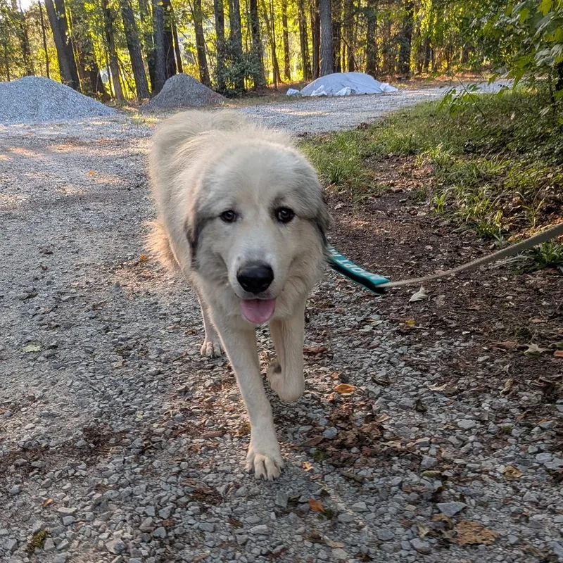 A young large-sized male White / Cream Great Pyrenees dog named Oscar for adoption in Wake Forest, NC