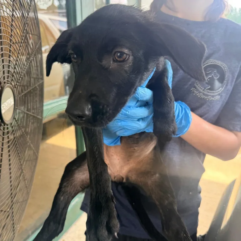 A baby small-sized female Black Mixed Breed dog named Gigi for adoption in Corinth, MS