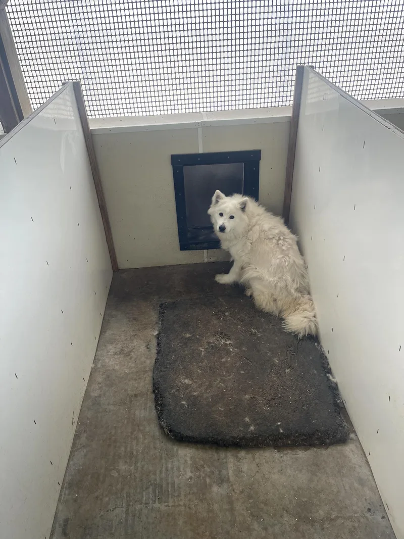 A senior medium-sized female Samoyed dog named Jessica for adoption in Lehigh Valley, PA