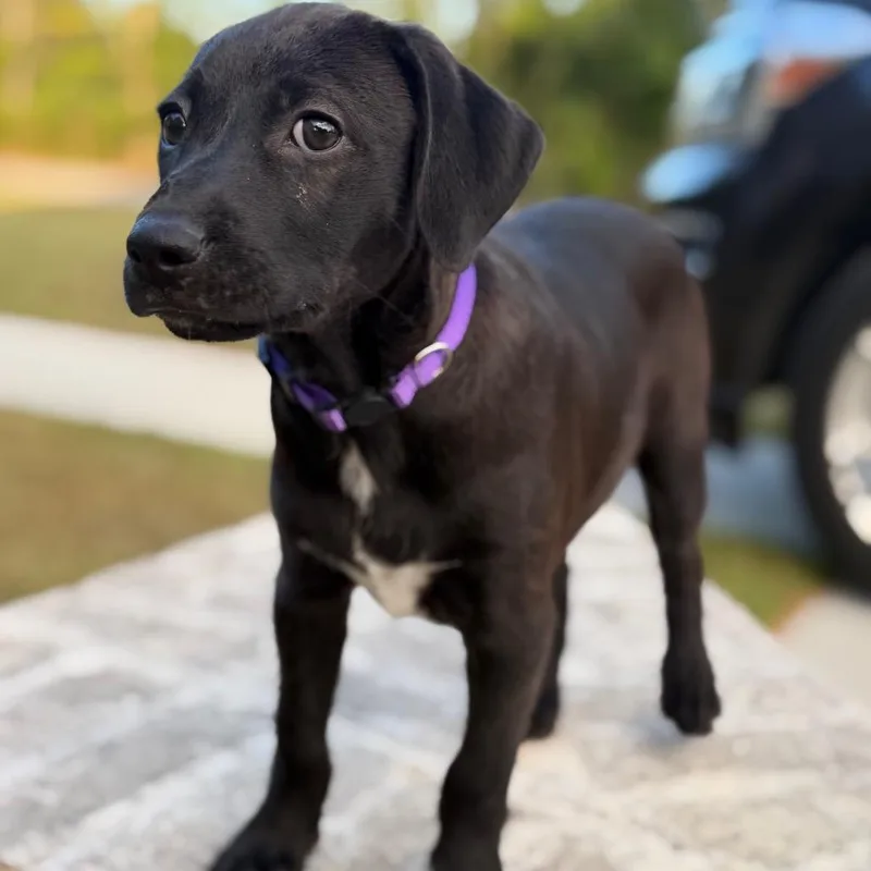 A baby small-sized male Black Spaniel dog named Beaujolais for adoption in Baton Rouge, LA