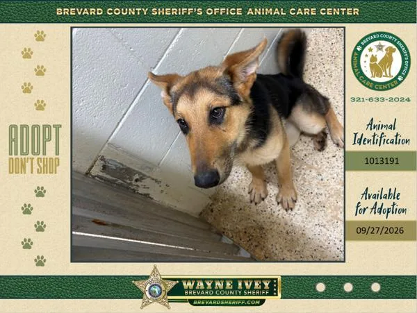A young large-sized female Mixed Breed dog named Stray for adoption in Melbourne, FL