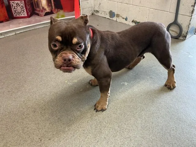 An adult medium-sized male Pit Bull Terrier dog named Rhino for adoption in San Bernardino, CA