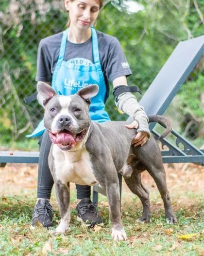 An adult large-sized male Mixed Breed dog named Antler for adoption in Chamblee, GA