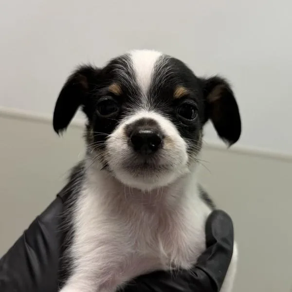 A baby small-sized female Chihuahua dog named Pocket for adoption in San Diego, CA