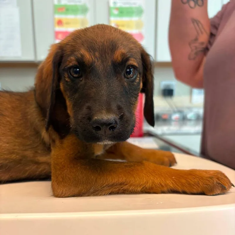 A baby small-sized female Brown / Chocolate Mixed Breed dog named Larkspur for adoption in Huntington, WV