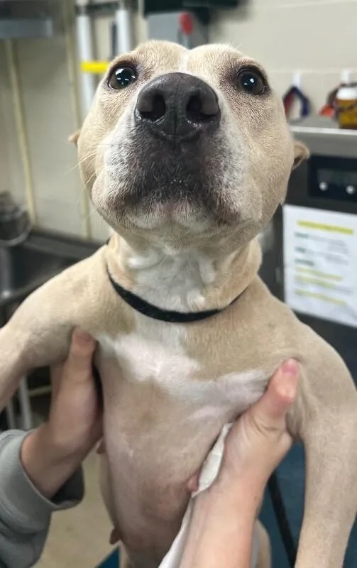 An adult medium-sized female Yellow / Tan / Blond / Fawn Mixed Breed dog named Belle for adoption in Mobile, AL