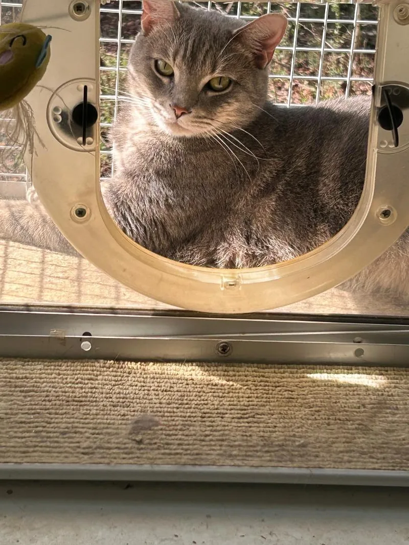 An adult medium-sized male Domestic Short Hair cat named Briggs for adoption in Lancaster, SC