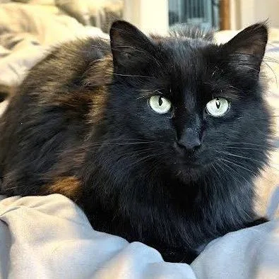 An adult small-sized female Black Domestic Long Hair cat named Maria de la Luna for adoption in Princeton, MN