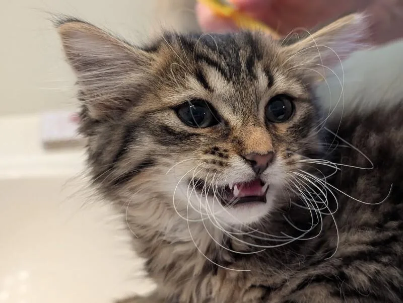 A young medium-sized female Domestic Long Hair cat named Demeter for adoption in Adrian, MI