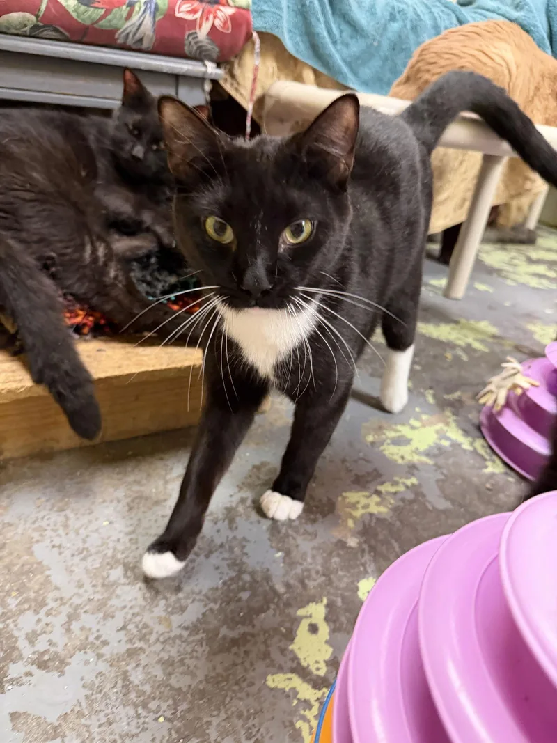 Checkers thumbnail 2