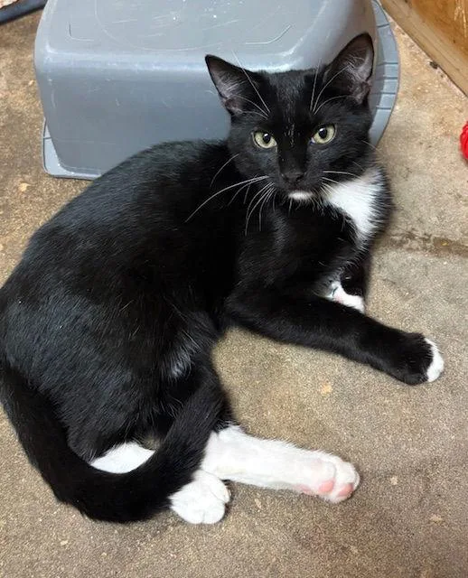 Checkers thumbnail 3