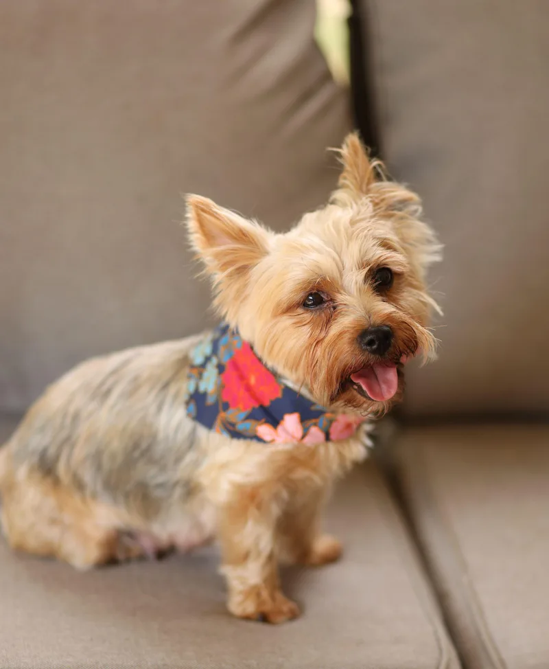 An adult small-sized female Golden Yorkshire Terrier dog named Flossy for adoption in Monroe, NC