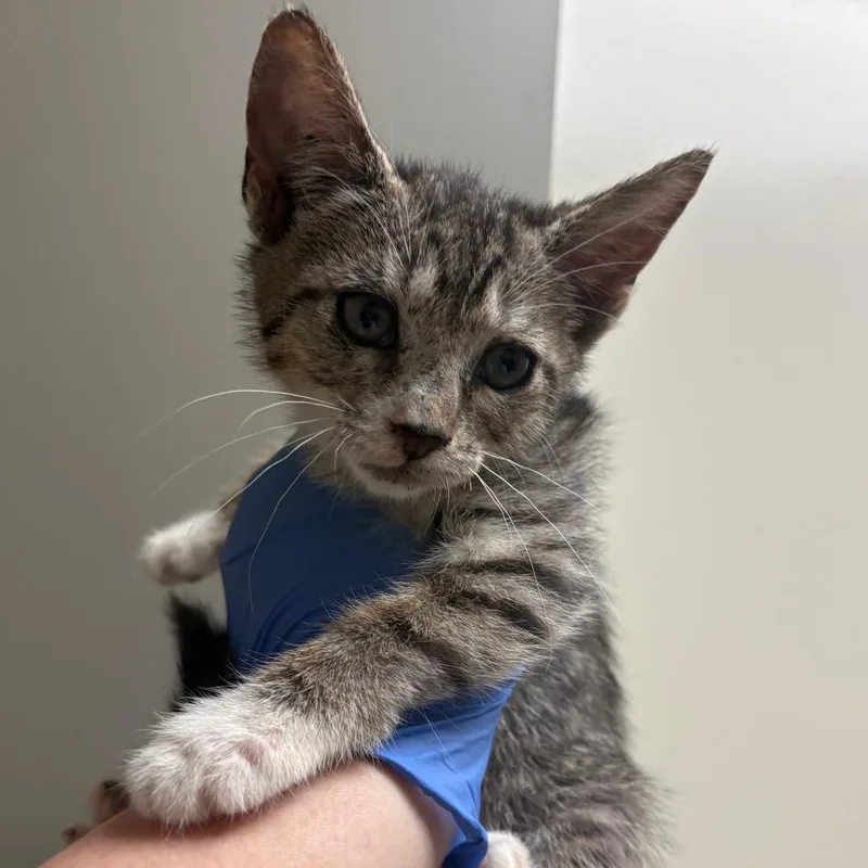 A baby small-sized female White Domestic Short Hair cat named Coral for adoption in Columbus, GA