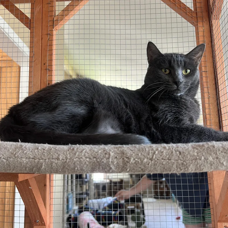 Portia La thumbnail 2