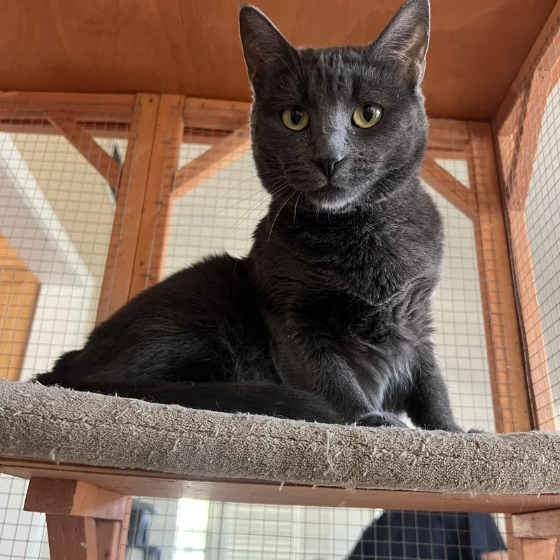 Portia La thumbnail 3