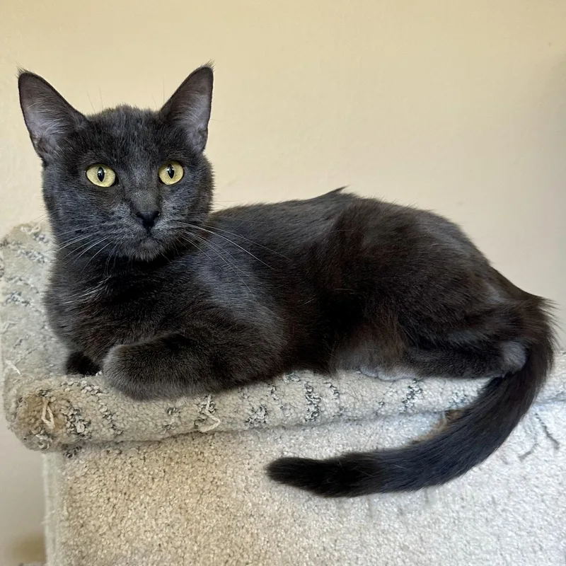 Portia La thumbnail 5