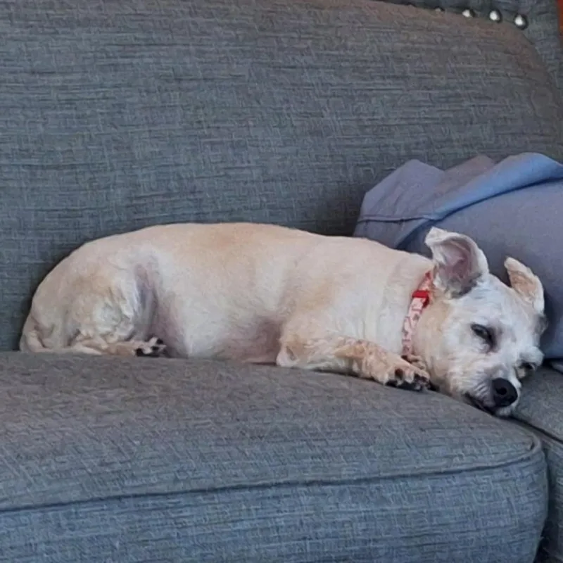 An adult small-sized female Terrier dog named Leilani for adoption in Cashmere, WA