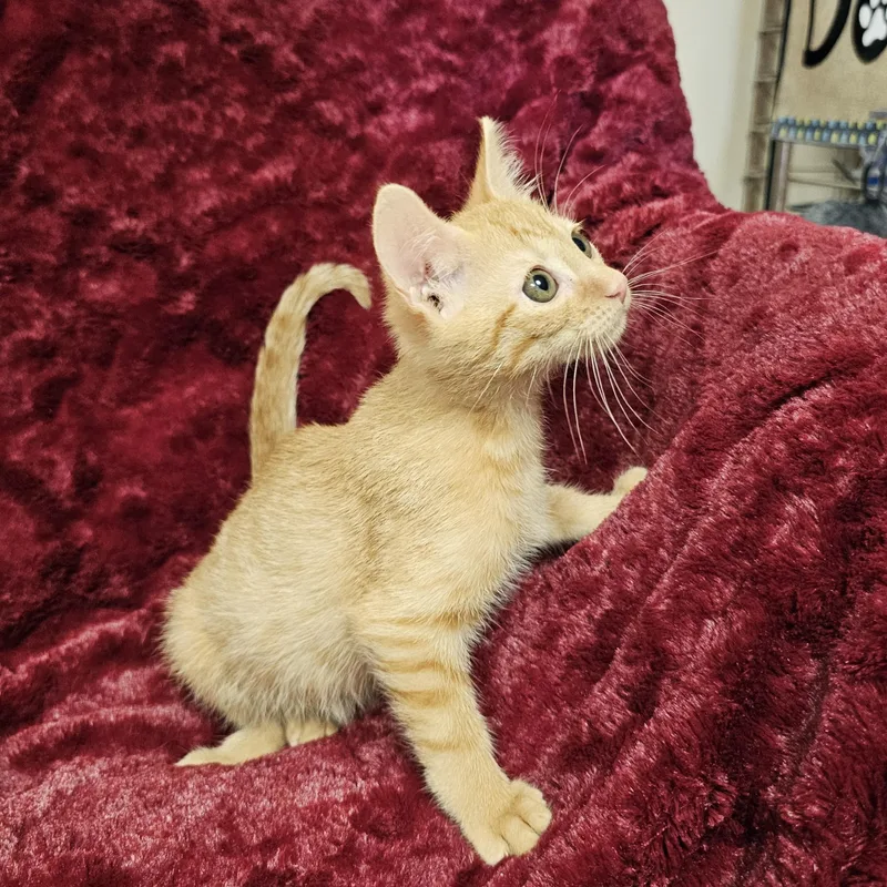 A baby medium-sized female Tabby (Orange / Red) Domestic Short Hair cat named Hazel for adoption in Searcy, AR