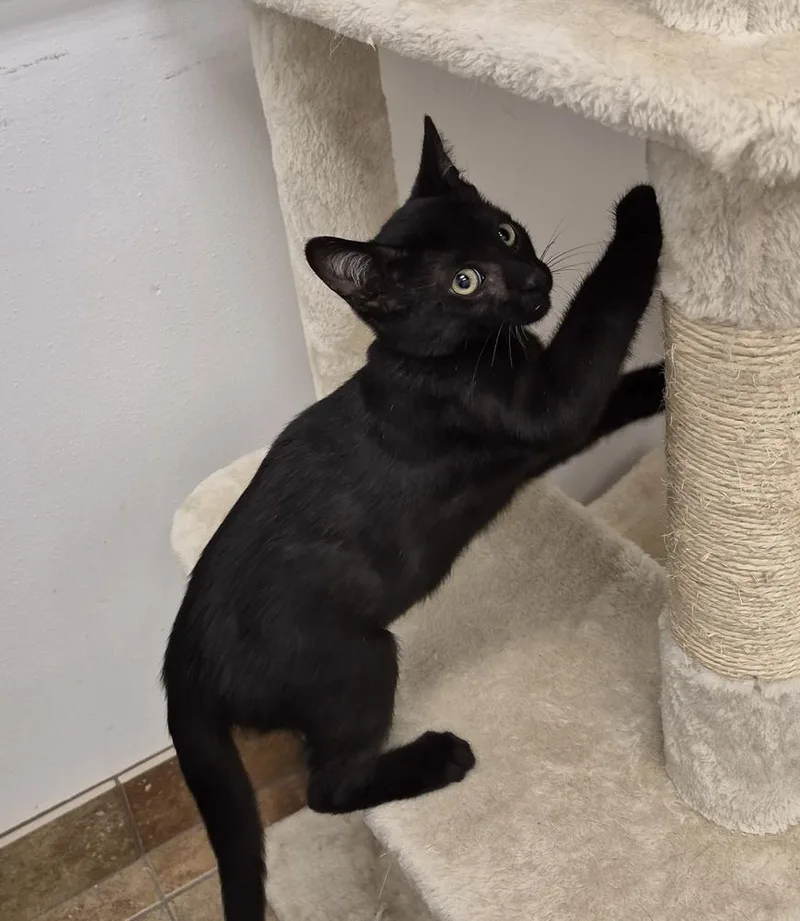 A baby small-sized male Black Domestic Short Hair cat named Lucky for adoption in South Bend, IN