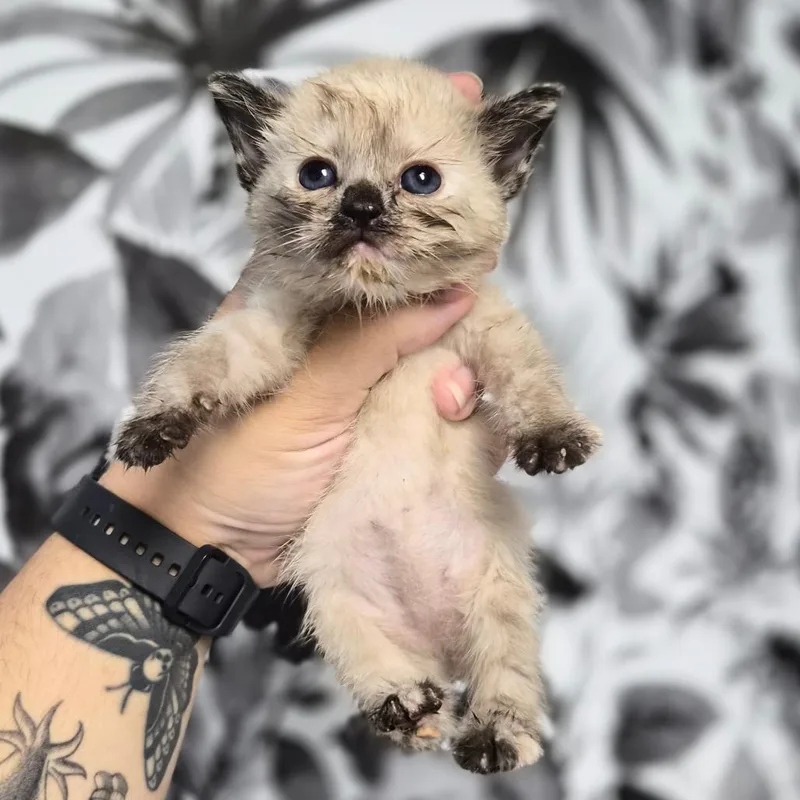 A baby small-sized female Cream / Ivory Domestic Short Hair cat named Tulle for adoption in Wahiawa, HI