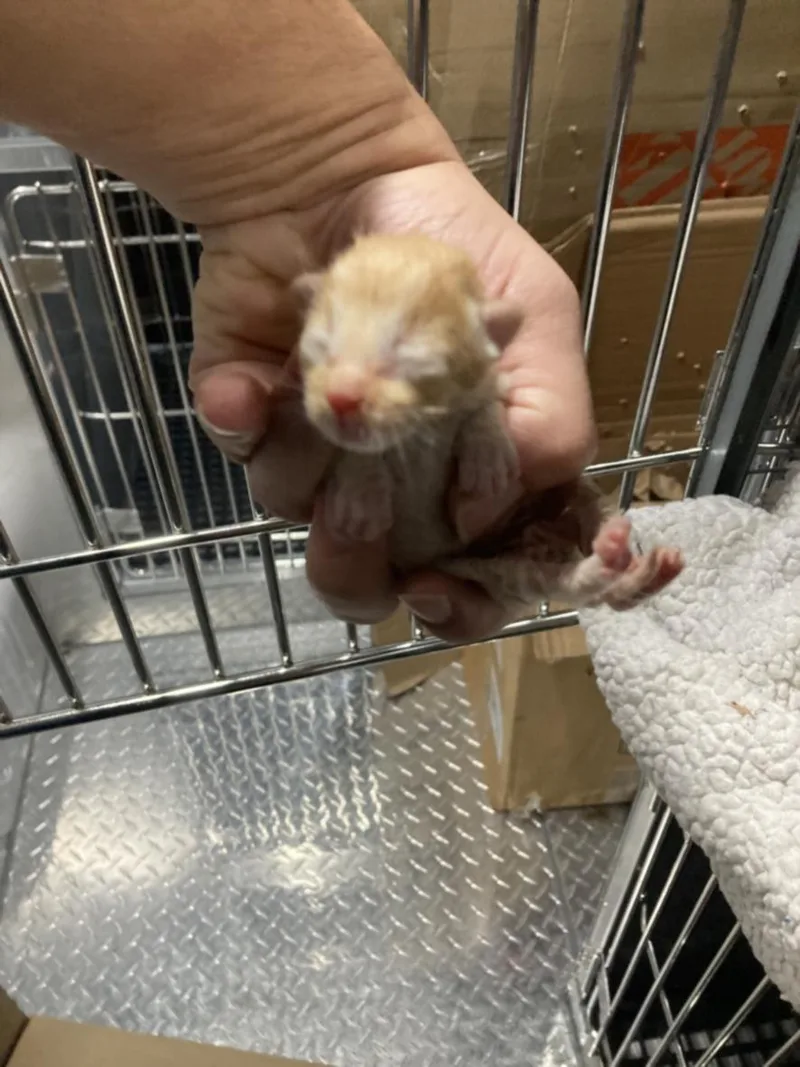 A baby medium-sized male Domestic Short Hair cat named Jessie for adoption in Dallas, TX