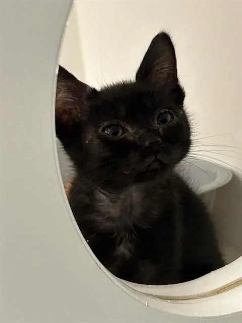 A baby small-sized female Domestic Short Hair cat named Strawberry for adoption in Ontario, CA