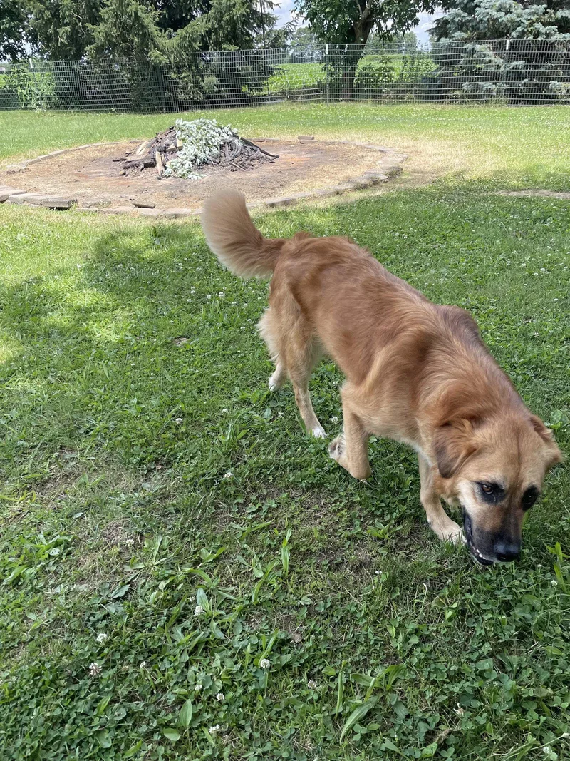 A baby medium-sized female Golden Retriever dog named Leia for adoption in Ashville, OH