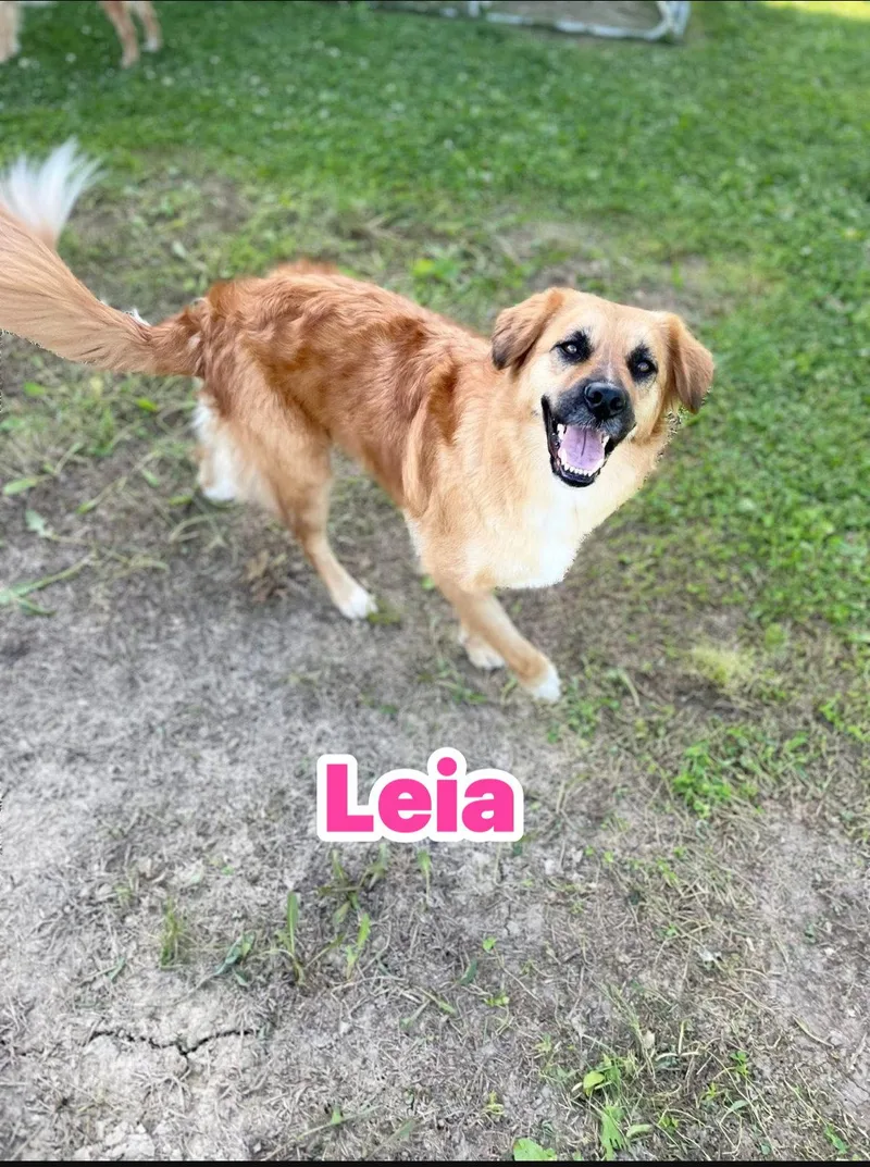 Leia thumbnail 2