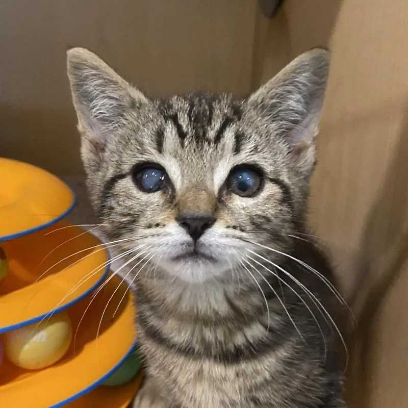 A baby small-sized female Brown / Chocolate Domestic Short Hair cat named Far for adoption in Washington Township, OH