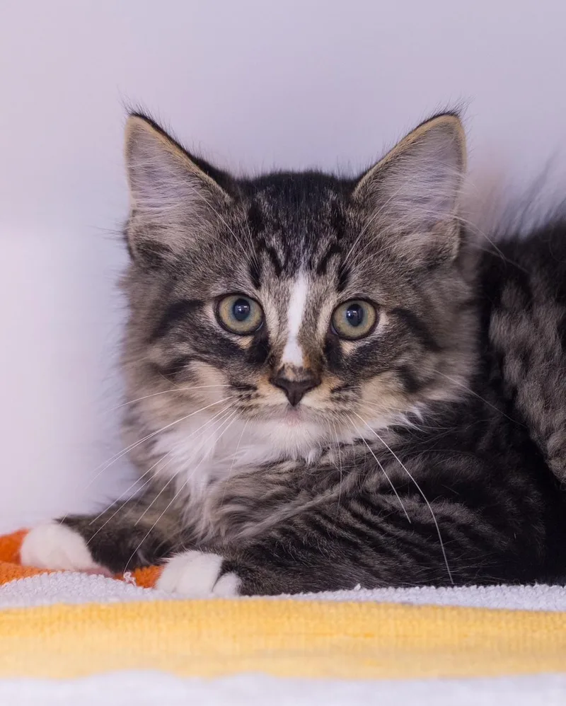 A baby small-sized male Domestic Long Hair cat named Tristan for adoption in Bridgeport, CT