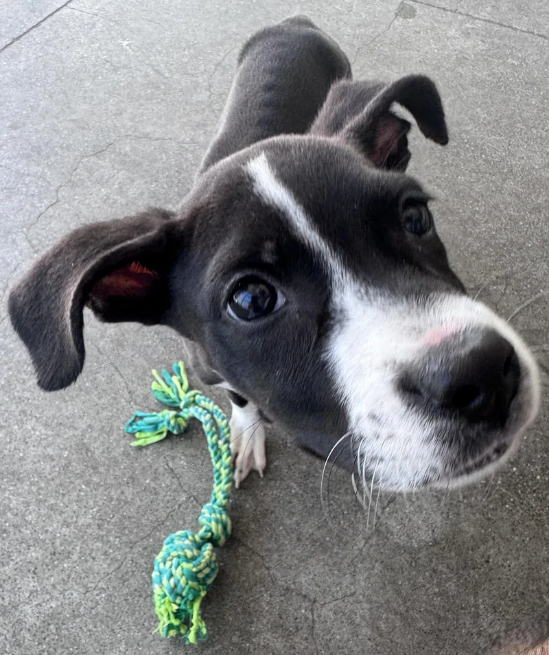A baby medium-sized female Pit Bull Terrier dog named Ariel for adoption in Berkeley, CA